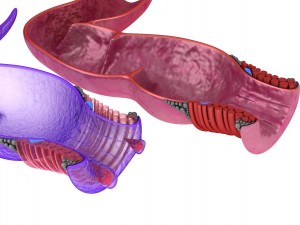 human anatomy rectum and hemorrhoids 3D Model