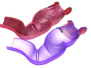 human anatomy rectum and hemorrhoids 3D Model