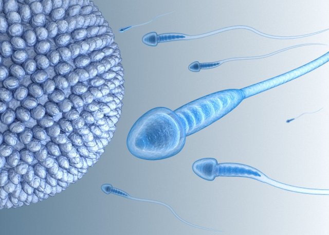 sperm and inner structure in details 3D Model .c4d .max .obj .3ds .fbx .stl .blend 