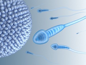sperm and inner structure in details 3D Model