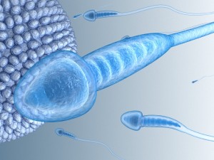 sperm and inner structure in details 3D Model