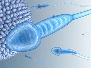 sperm and inner structure in details 3D Model