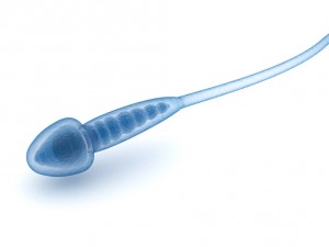 sperm and inner structure in details 3D Model