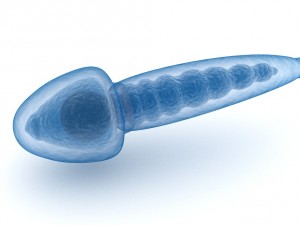 sperm and inner structure in details 3D Model