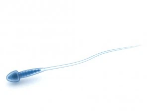 sperm and inner structure in details 3D Model