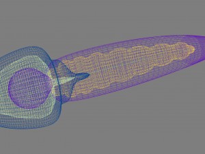 sperm and inner structure in details 3D Model