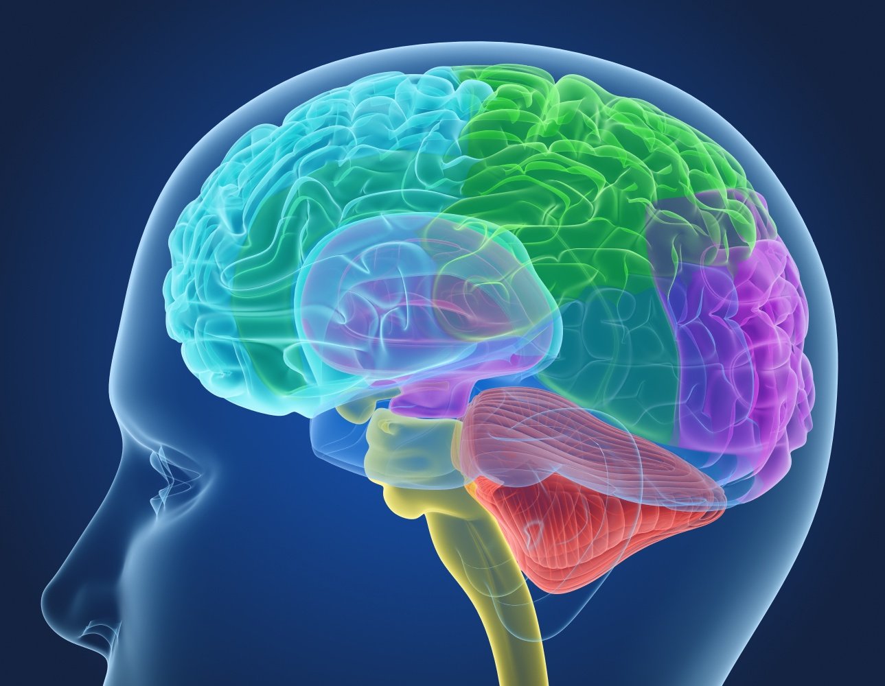Model 3D. xray brain anatomy with inner structure. 