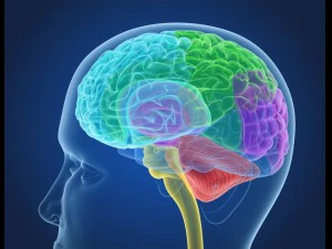 xray brain anatomy with inner structure 3D Model