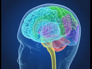xray brain anatomy with inner structure 3D Model