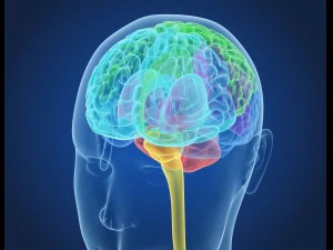 xray brain anatomy with inner structure 3D Model