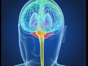xray brain anatomy with inner structure 3D Model