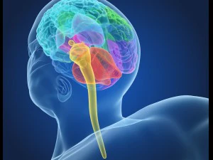 xray brain anatomy with inner structure 3D Model