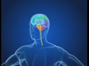 xray brain anatomy with inner structure 3D Model
