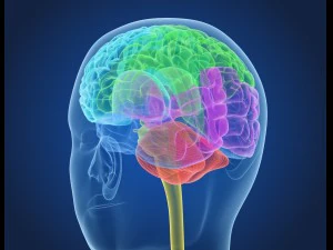 xray brain anatomy with inner structure 3D Model