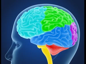 xray brain anatomy with inner structure 3D Model