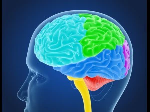 xray brain anatomy with inner structure 3D Model