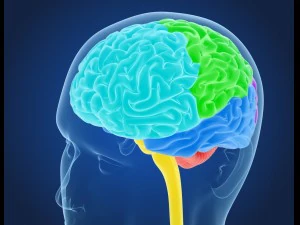 xray brain anatomy with inner structure 3D Model