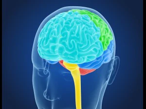 xray brain anatomy with inner structure 3D Model