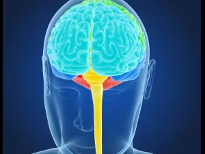xray brain anatomy with inner structure 3D Model
