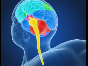 xray brain anatomy with inner structure 3D Model