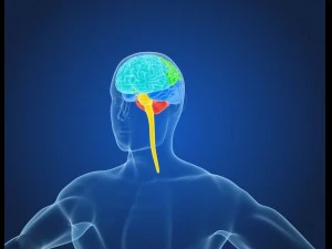 xray brain anatomy with inner structure 3D Model