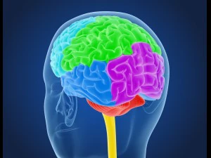 xray brain anatomy with inner structure 3D Model