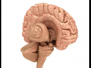 xray brain anatomy with inner structure 3D Model