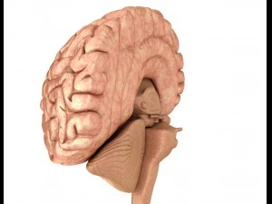 xray brain anatomy with inner structure 3D Model