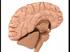 xray brain anatomy with inner structure 3D Model