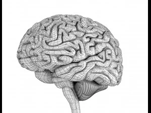 xray brain anatomy with inner structure 3D Model