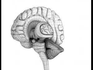 xray brain anatomy with inner structure 3D Model