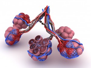 alveoli in lungs - blood saturating by oxygen 3D Model
