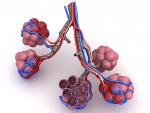 alveoli in lungs - blood saturating by oxygen 3D 모델