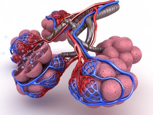 alveoli in lungs - blood saturating by oxygen 3D 모델