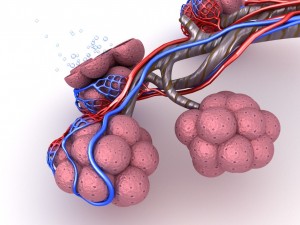 alveoli in lungs - blood saturating by oxygen 3D 모델
