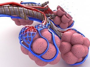 alveoli in lungs - blood saturating by oxygen 3D 모델