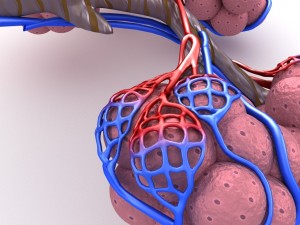 alveoli in lungs - blood saturating by oxygen 3D 모델
