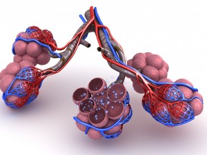 alveoli in lungs - blood saturating by oxygen 3D 모델