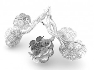 alveoli in lungs - blood saturating by oxygen 3D 모델