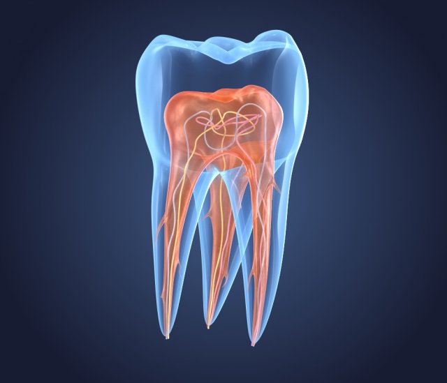 transparent tooth of endodontics inner structure Modelo 3D .c4d .max .obj .3ds .fbx .stl .blend 