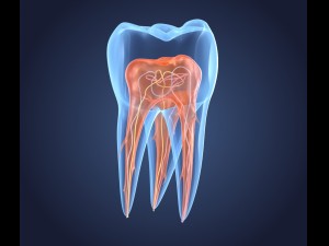 transparent tooth of endodontics inner structure 3D Model