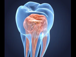 transparent tooth of endodontics inner structure 3D Model