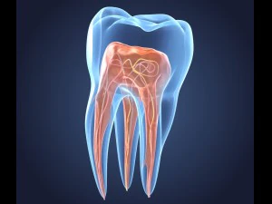 transparent tooth of endodontics inner structure 3D Model