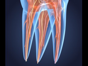 transparent tooth of endodontics inner structure Modelo 3D