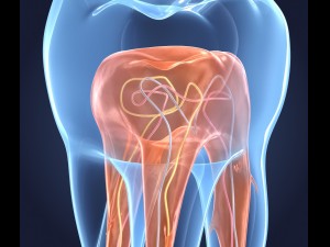 transparent tooth of endodontics inner structure Modelo 3D