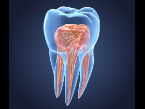 transparent tooth of endodontics inner structure Modelo 3D