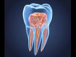 transparent tooth of endodontics inner structure 3D Model