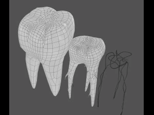 transparent tooth of endodontics inner structure 3D Model