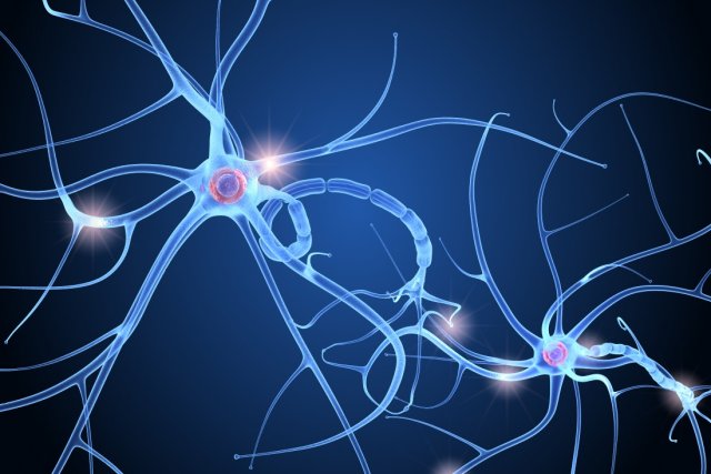nerve cell anatomy in details 3D-Modell .c4d .max .obj .3ds .fbx .stl .blend 