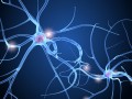 nerve cell anatomy in details 3D-Modell